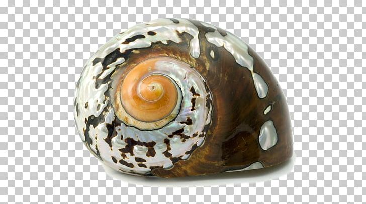 Cockle Oyster Seashell Conch Gastropods PNG, Clipart, Animals, Bivalvia, Cockle, Conch, Gastropods Free PNG Download