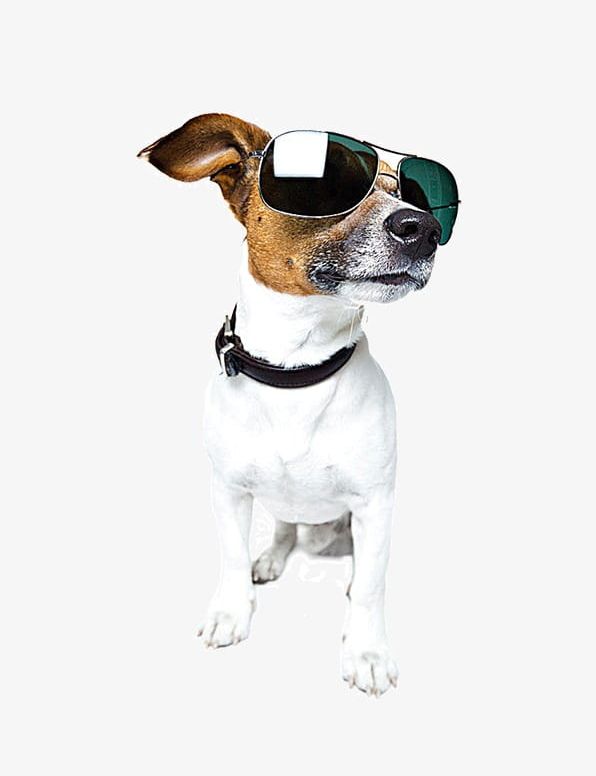 Proud Dog Wearing Sunglasses PNG, Clipart, Animal, Dog Clipart, Other, Proud Clipart, Puppy Free PNG Download