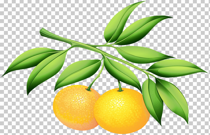 Fruit Tree PNG, Clipart, Citrus, Flower, Food, Fruit, Fruit Tree Free PNG Download