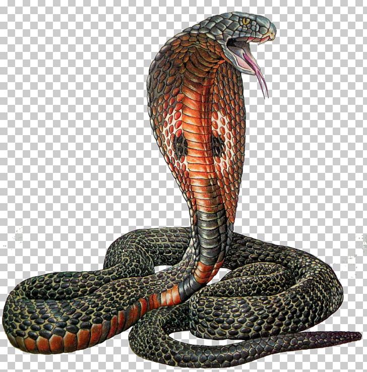 Rattlesnake Reptile Indian Cobra PNG, Clipart, Animals, Black Mamba, Cobra, Colubridae, Egyptian Cobra Free PNG Download