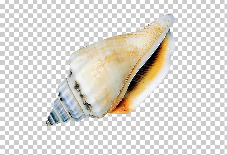 Sea Snail Seashell Conch PNG, Clipart, Beach, Beach Elements, Cartoon Conch, Computer Icons, Conch Element Free PNG Download