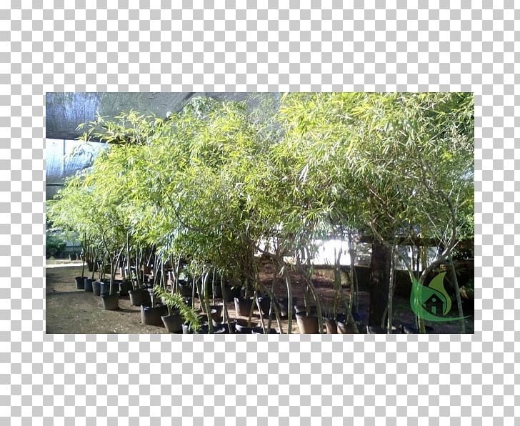 Tree Plantation Shrub PNG, Clipart, Bellandris Rehner Garden Center, Evergreen, Grass, Land Lot, Nature Free PNG Download
