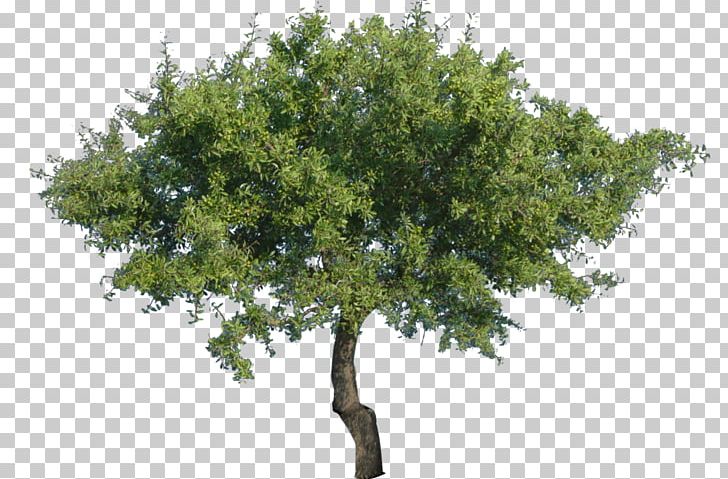Tree PNG, Clipart, Branch, Clip Art, Computer Icons, Download, Image Resolution Free PNG Download