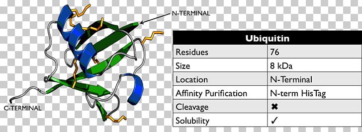 Ubiquitin Post-translational Modification Protein Proteasome PNG, Clipart, Affinity, Amino Acid, Angle, Area, Cell Free PNG Download