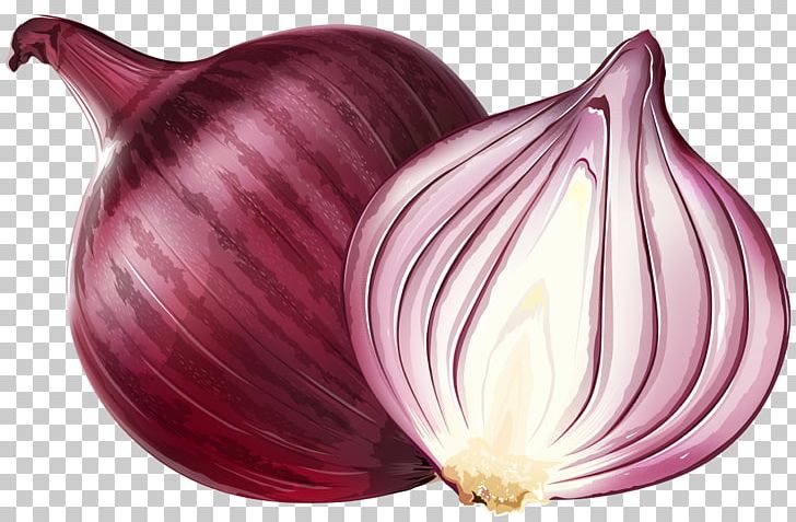 Red Onion Euclidean Illustration PNG, Clipart, Encapsulated Postscript, Flowering Plant, Food, Magenta, Onion Free PNG Download