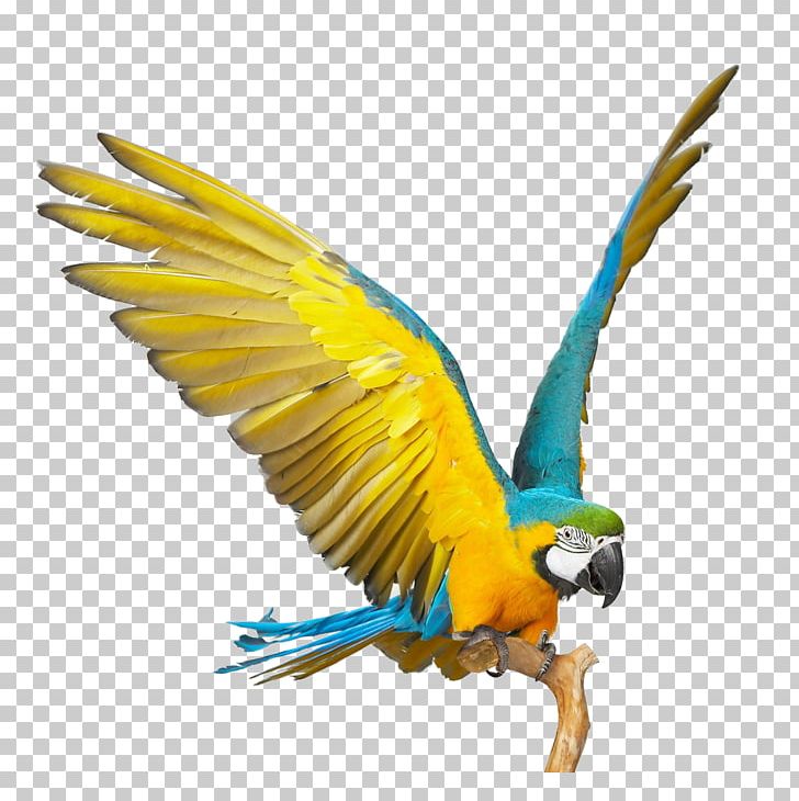 Blue And Yellow Macaw Parrot Scarlet Macaw Bird Blue And Gold Macaws Png Clipart Animals Beak,Wii Games For Kids