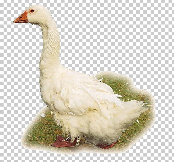 Domestic Goose Duck Cygnini Chicken Bird PNG, Clipart, Animal, Animals, Beak, Big, Big White Goose Free PNG Download