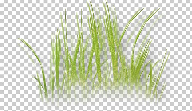 Grass Herbaceous Plant Drawing Lawn PNG, Clipart, Chrysopogon Zizanioides, Commodity, Digital Image, Drawing, Flower Free PNG Download