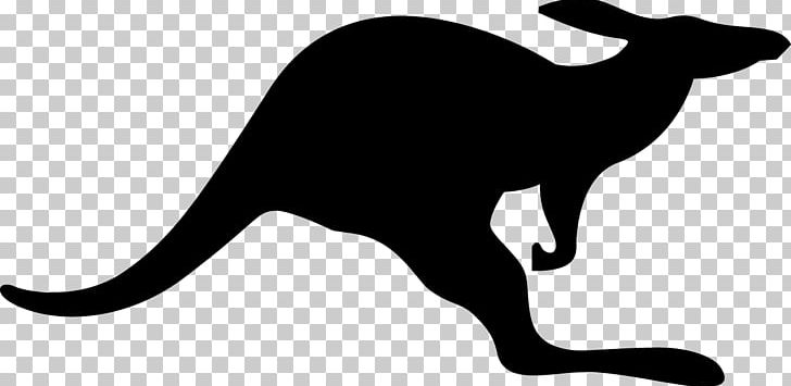 Whiskers Cat Kangaroo Fauna Tail PNG, Clipart, Animal, Animals, Black And White, Blog, Cachorro Free PNG Download