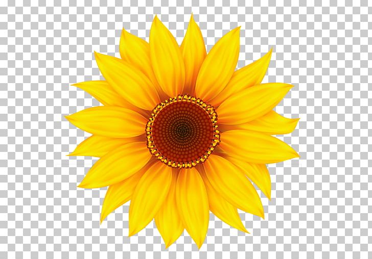 Common Sunflower PNG, Clipart, Black And White, Common Sunflower, Computer, Computer Icons, Daisy Family Free PNG Download