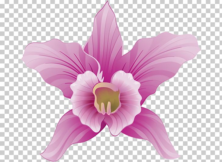 Flower Orchids PNG, Clipart, Clip Art, Cut Flowers, Daylily, Flower, Flowering Plant Free PNG Download