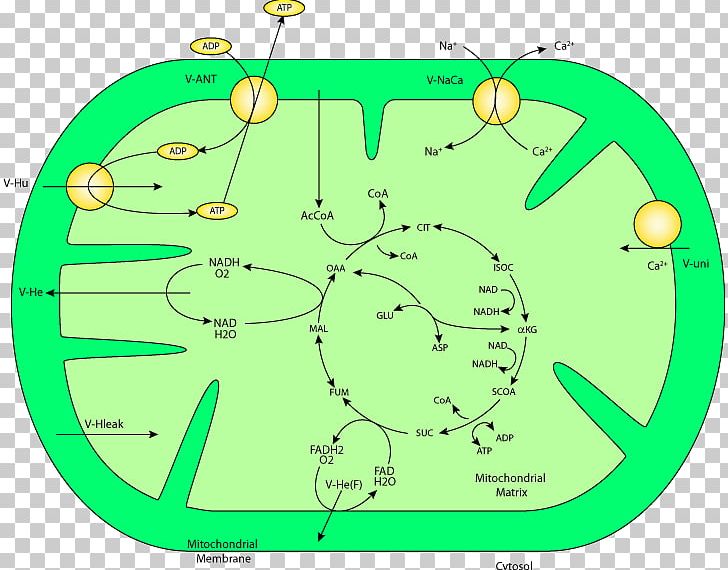 Glycogenolysis Metabolic Pathway Gluconeogenesis Glycolysis Mitochondrion PNG, Clipart, Adenosine Triphosphate, Aon, Area, Carbohydrate Metabolism, Chemical Reaction Free PNG Download