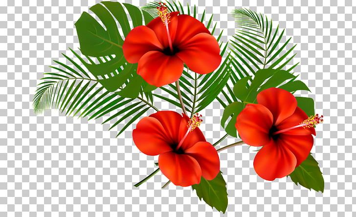 Shoeblackplant PNG, Clipart, 2016, Annual Plant, Author, China Rose, Flow Free PNG Download