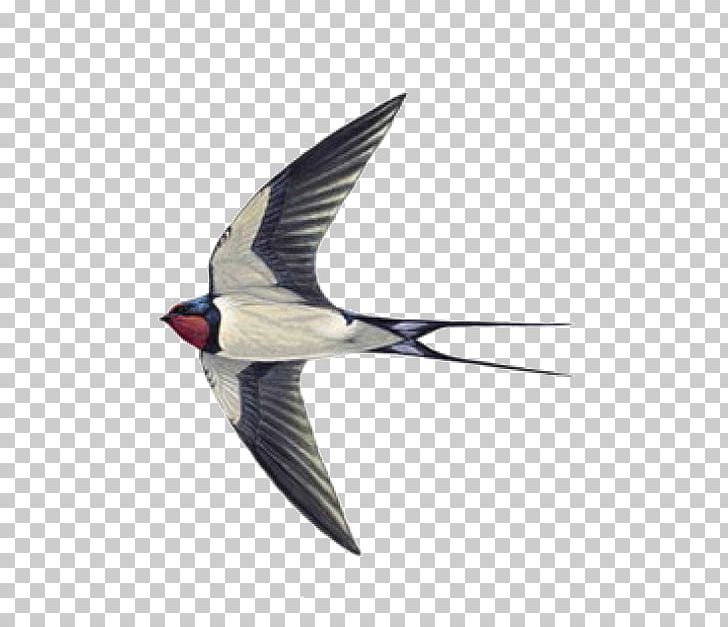 Swallow Tattoo Sparrow Helicopter PNG, Clipart,  Free PNG Download