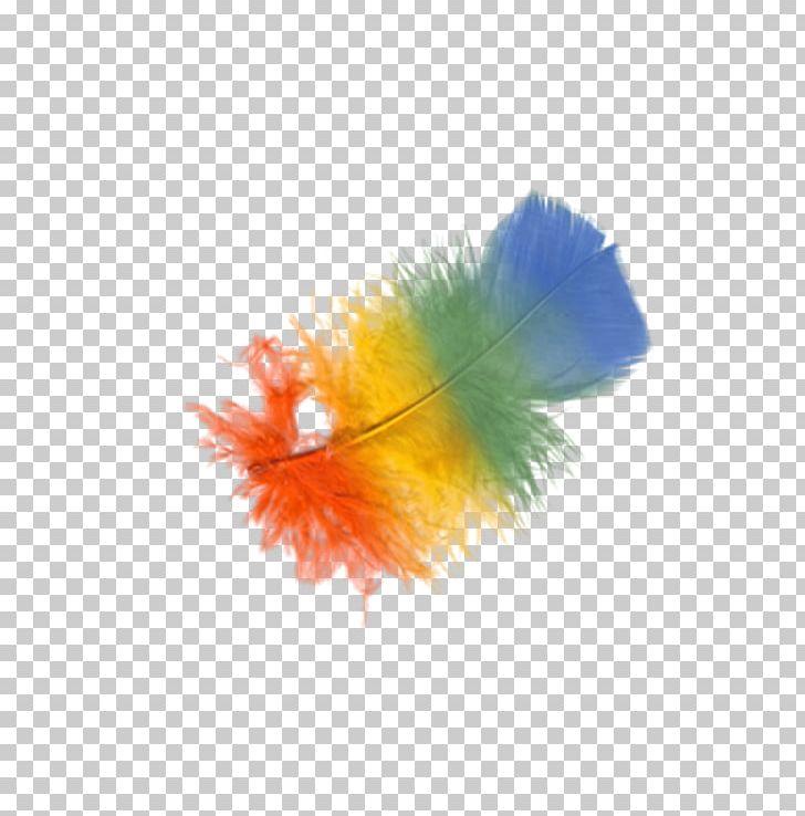 Feather Bird PNG, Clipart, Bird, Black Hair, Bright, Clip Art, Download Free PNG Download