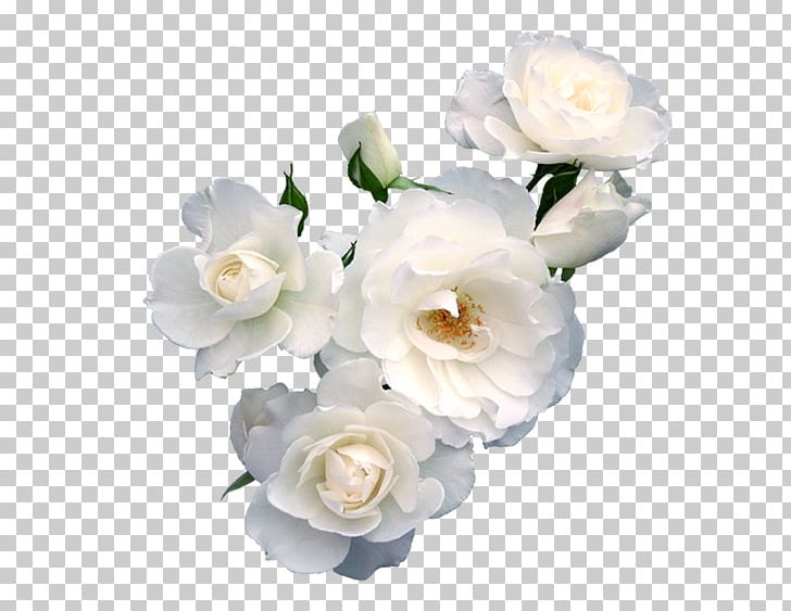 Garden Roses Cut Flowers Flower Bouquet Floral Design PNG, Clipart, Artificial Flower, Cut Flowers, Drawing, Floral Design, Floribunda Free PNG Download