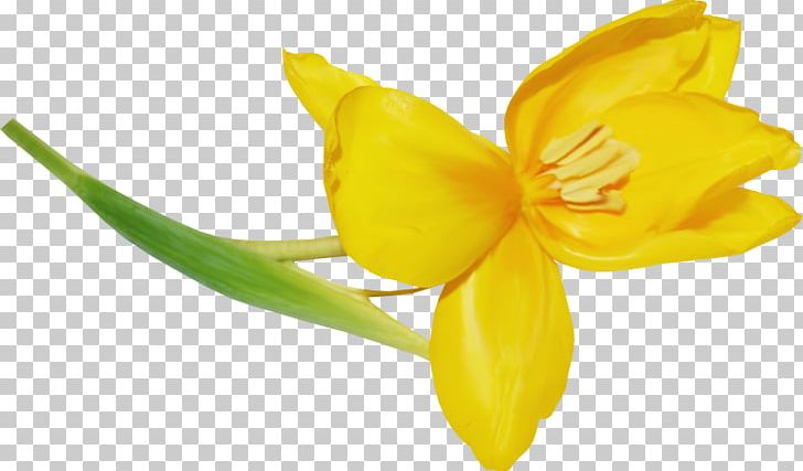 Light Yellow PNG, Clipart, Amaryllis Family, Daylily, Download, Evening Primrose, Flower Free PNG Download