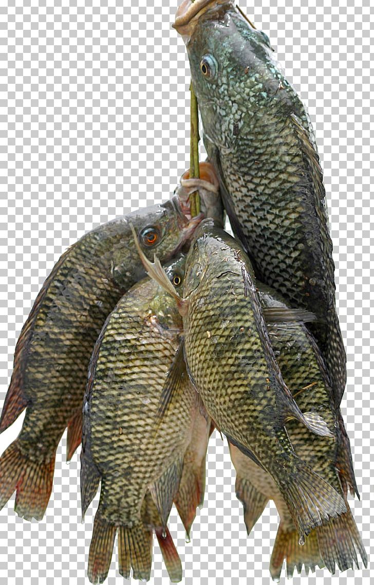 Nile Tilapia Fish Farming Food PNG, Clipart, Animals, Animal Source Foods, Aquaculture, Cichlid, Eating Free PNG Download