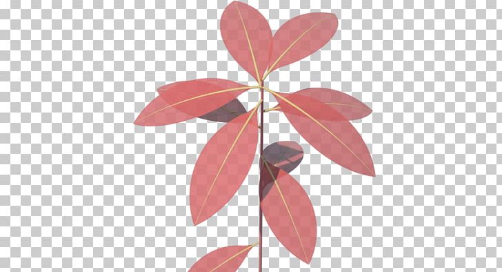 Petal Pink M Leaf PNG, Clipart, Branch, Flora, Flower, Leaf, Petal Free PNG Download