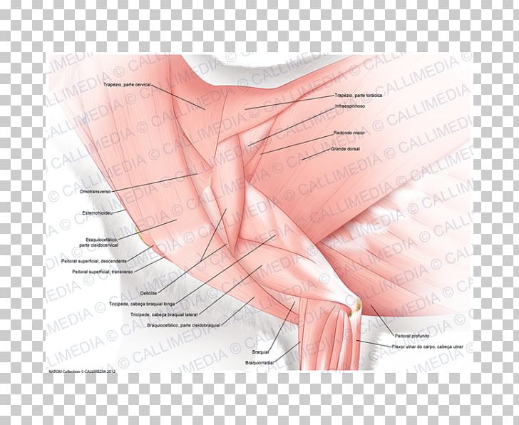 Thumb Muscle Arm Elbow Shoulder PNG, Clipart, Abdomen, Anatomy, Arm, Blood Vessel, Circulatory System Free PNG Download