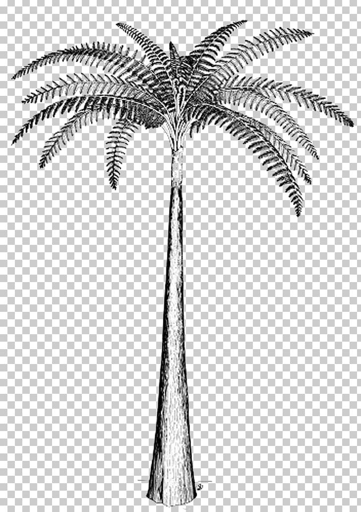 Tree Fern Psaronius Carboniferous PNG, Clipart, Annularia, Arecales, Black And White, Branch, Carboniferous Free PNG Download