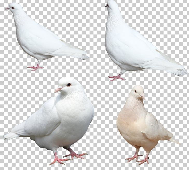 Domestic Pigeon Columbidae PNG, Clipart, Beak, Bird, Chicken, Columbidae, Computer Icons Free PNG Download