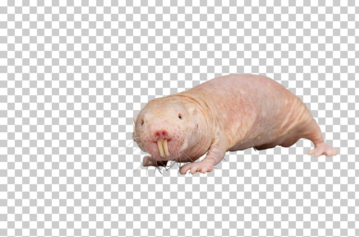 Naked Mole-rat Rodent Blesmol Talpidae PNG, Clipart, Amp, Animal, Animals, Blesmol, Carnivoran Free PNG Download