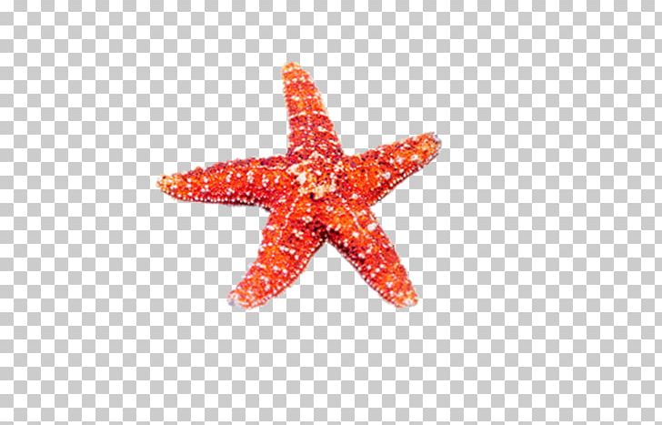 Starfish Beach Sea PNG, Clipart, Animals, Beautiful Starfish, Cartoon Starfish, Designer, Download Free PNG Download