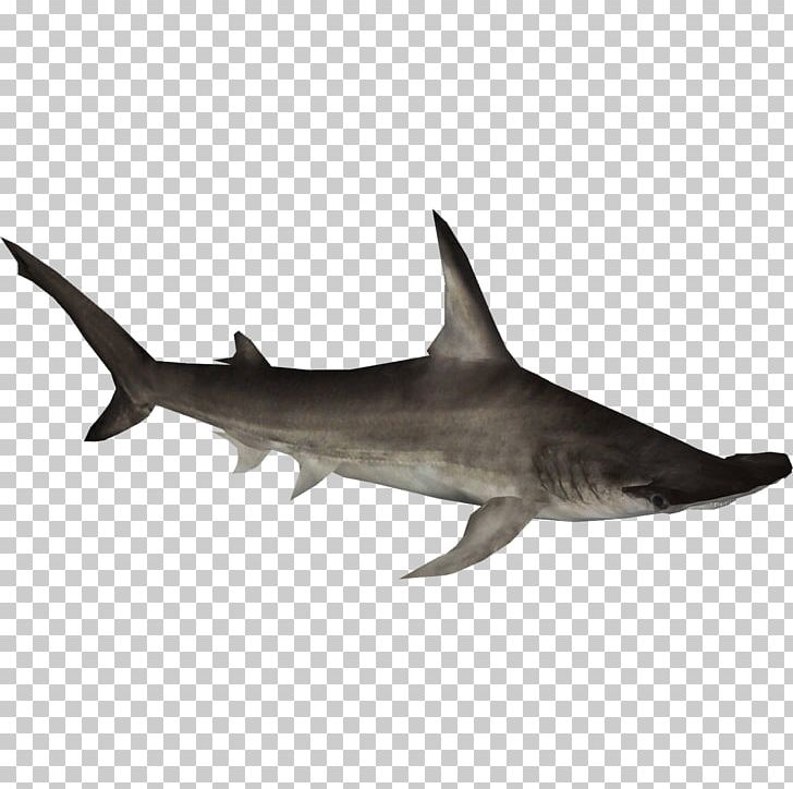 Tiger Shark Hammerhead Shark Great Hammerhead Squaliform Sharks PNG, Clipart, Cartilaginous Fish, Fauna, Fin, Fish, Great White Shark Free PNG Download