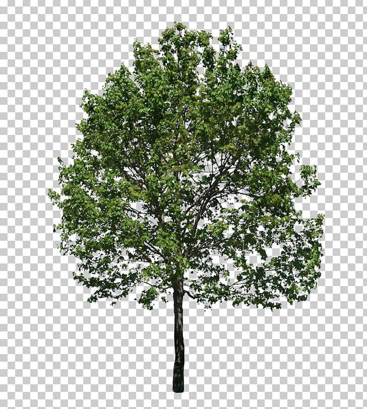 Tree Stock Photography PNG, Clipart, Birch, Branch, Can Stock Photo, Clip Art, Drawing Free PNG Download