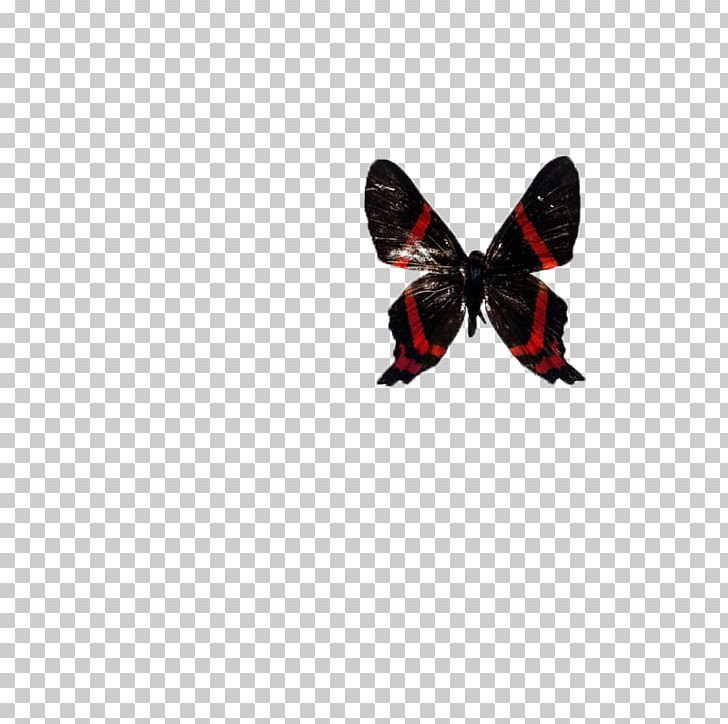 Butterfly Computer File PNG, Clipart, Adobe Illustrator, Animals, Black, Butterflies, Butterfly Free PNG Download