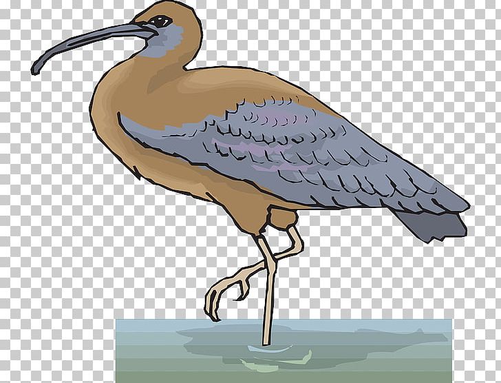 American White Ibis Bird PNG, Clipart, African Sacred Ibis, American White Ibis, Animals, Beak, Bird Free PNG Download