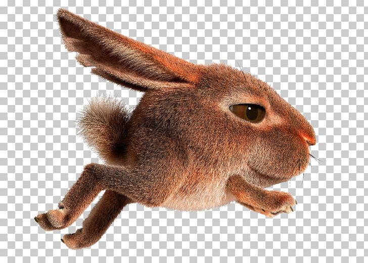 Domestic Rabbit Hare Easter Bunny PNG, Clipart, Animals, Domestic Rabbit, Easter Bunny, Fauna, Fur Free PNG Download