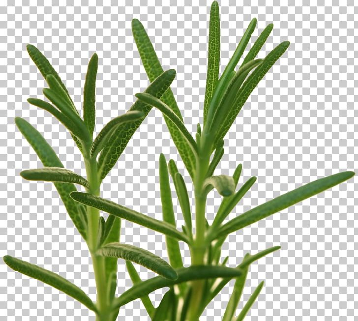 Herb Rosemary Food Flavor Recipe PNG, Clipart, Cooking, Coriander, Definition, Essential Oil, Fines Herbes Free PNG Download
