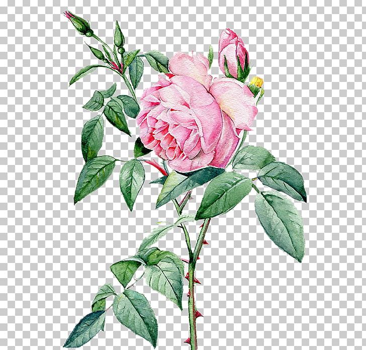 Rosa Chinensis Beach Rose Landscape Architecture PNG, Clipart, Branch, Cut Flowers, Floral, Floribunda, Flower Free PNG Download