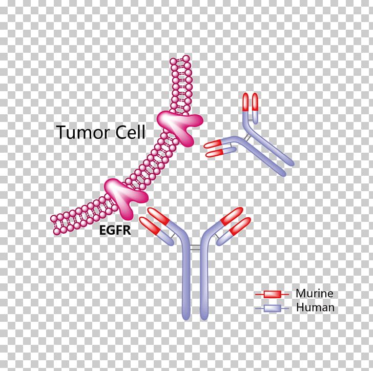 Trastuzumab Emtansine HER2/neu Mertansine Monoclonal Antibody PNG, Clipart, Angle, Appendix, Brand, Breast Cancer, Cancer Free PNG Download