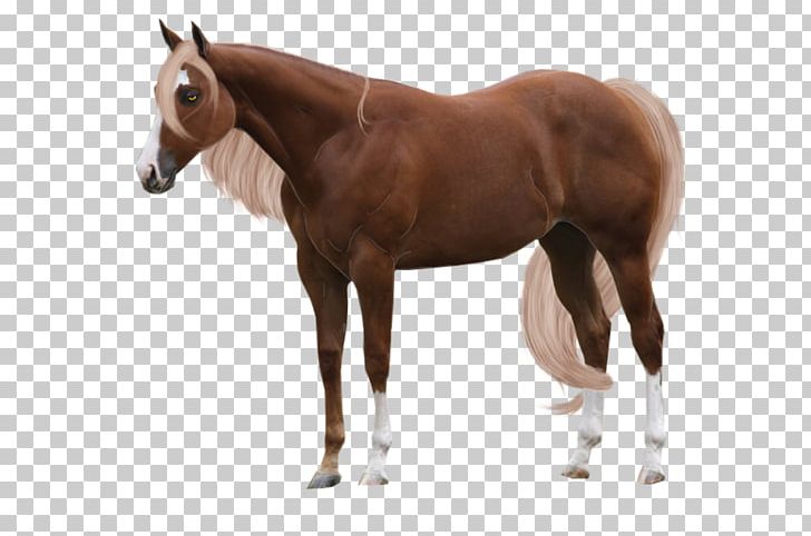Arabian Horse Stallion Chestnut American Quarter Horse Foal PNG, Clipart, American Quarter Horse, Arabian Horse, At Resimleri, Bay, Bit Free PNG Download