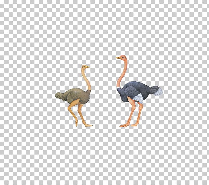 Common Ostrich Bird Euclidean PNG, Clipart, Adobe Illustrator, Animal, Animals, Beak, Bird Free PNG Download