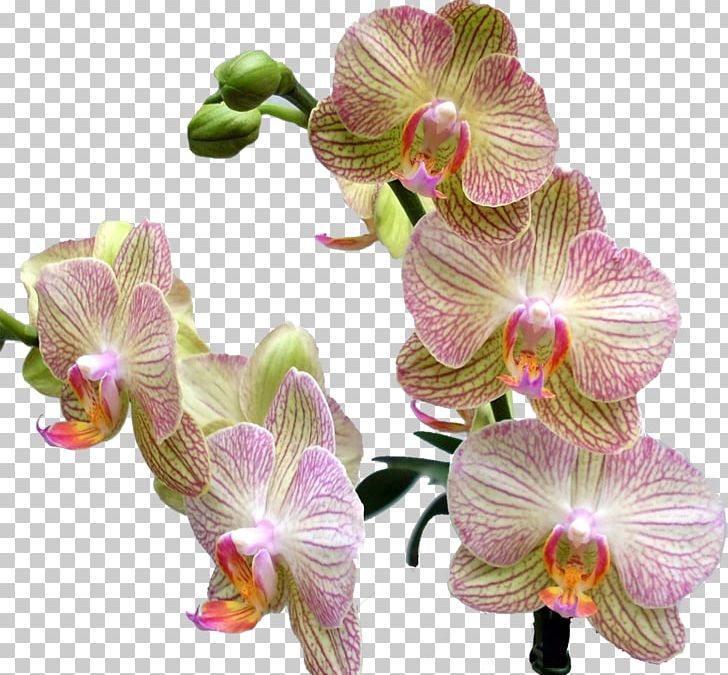 Cypripedium Calceolus Schomburgkia Liparis Moth Orchids Beauty PNG, Clipart, Beauty, Boat Orchid, Cut Flowers, Cypripedium, Cypripedium Calceolus Free PNG Download