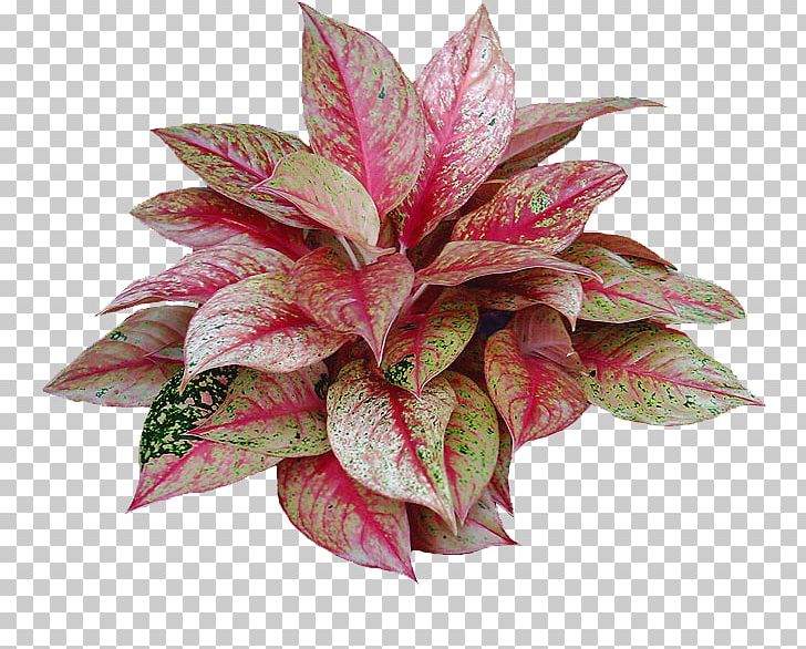 Flower Houseplant Chinese Evergreen Ornamental Plant PNG, Clipart,  Free PNG Download