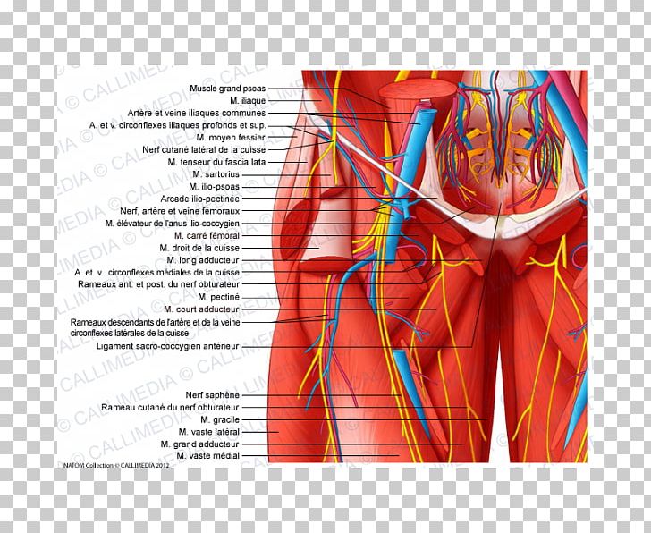 Pelvis Nerve Human Body Blood Vessel Hip PNG, Clipart, Anatomy, Artery, Atom Ant, Blood Vessel, Diagram Free PNG Download