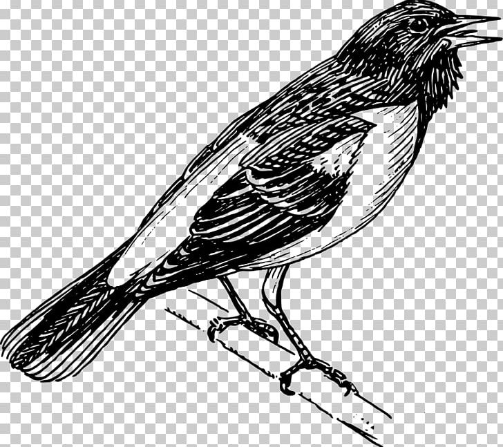 Bird Line Art PNG, Clipart, Animals, Baltimore Oriole, Beak, Big, Bird Free PNG Download