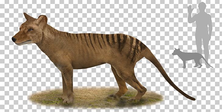 Tiger Thylacine Tasmania Thylacinus Potens Australia PNG, Clipart, Animal, Animal Figure, Animals, Australia, Big Cats Free PNG Download