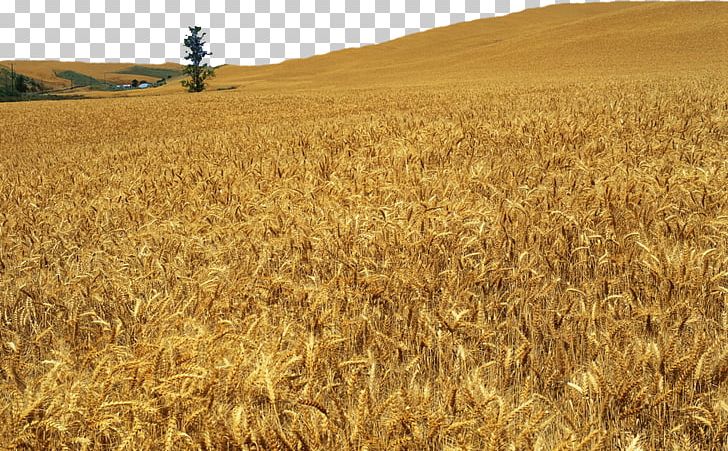 Barley Wheat Harvest Caryopsis Soybean PNG, Clipart, Agriculture, Barley, Barleys, Blowing, Cereal Free PNG Download