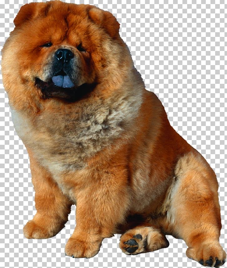 Chow Chow Puppy Dog Breed Shiba Inu PNG, Clipart, Ancient Dog Breeds, Animals, Basset Hound, Breed, Canidae Free PNG Download