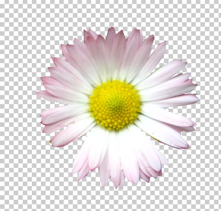 Common Daisy Oxeye Daisy Marguerite Daisy Chrysanthemum Transvaal Daisy PNG, Clipart, Annual Plant, Aster, Chrysanthemum, Chrysanths, Closeup Free PNG Download