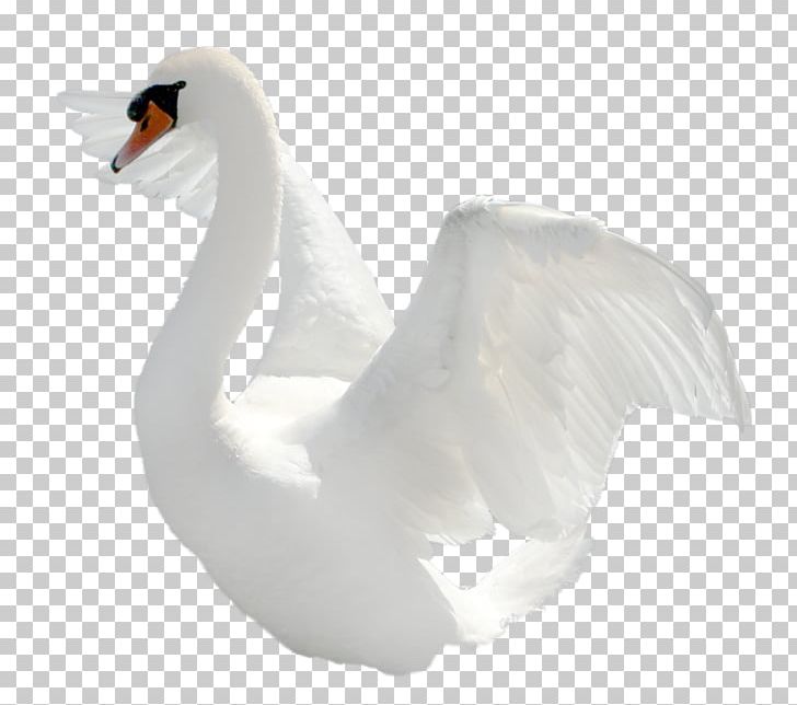 Swan PNG, Clipart, Animals, Beak, Bird, Computer Icons, Computer Software Free PNG Download