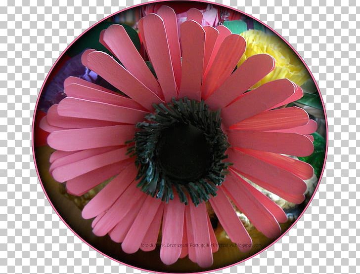 Transvaal Daisy Daisy Family Flowering Plant Petal PNG, Clipart, Closeup, Closeup, Common Daisy, Daisy Family, Flower Free PNG Download