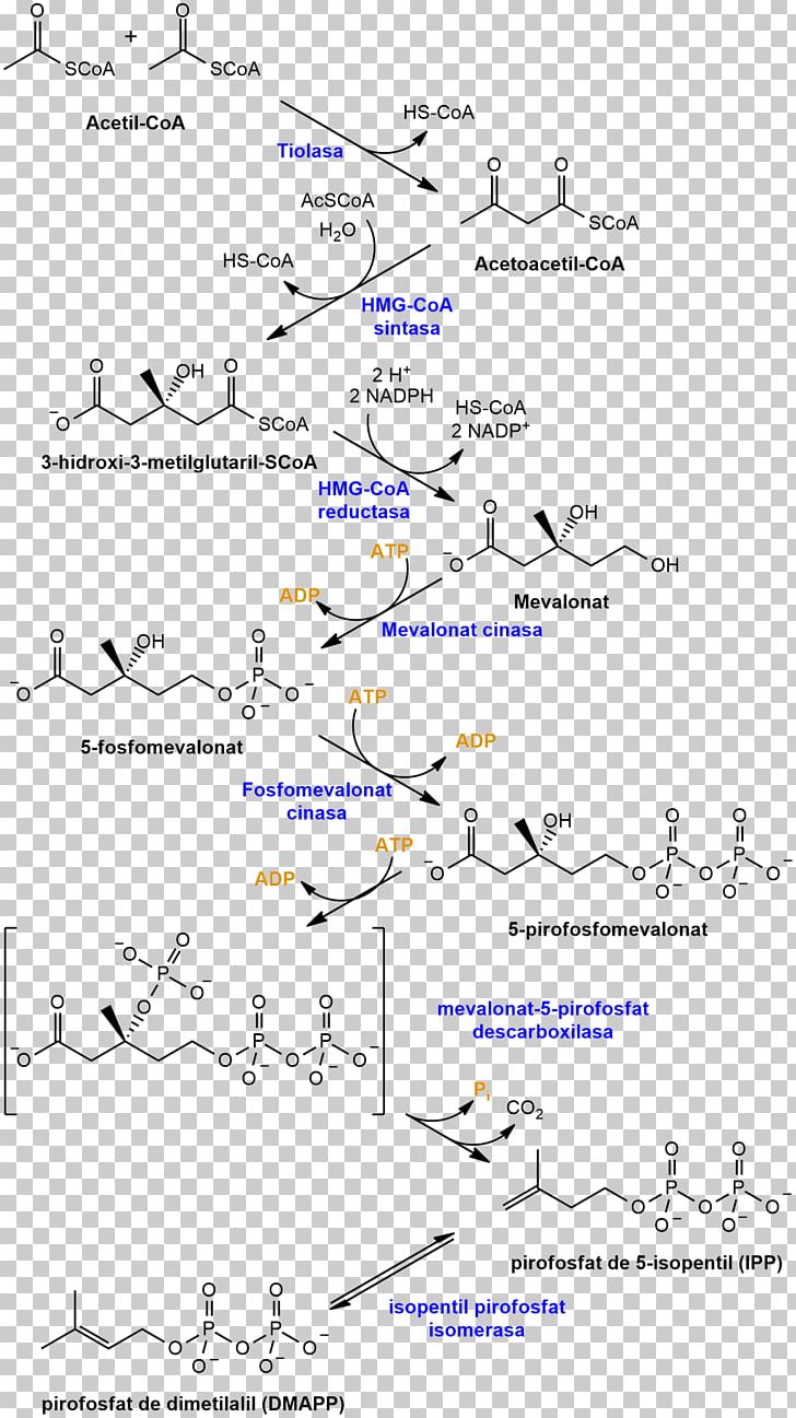 Catalan Wikipedia Mevalonate Pathway Wikimedia Foundation CC-BY-SA PNG, Clipart, Angle, Area, Article, Biochemistry, Book Free PNG Download