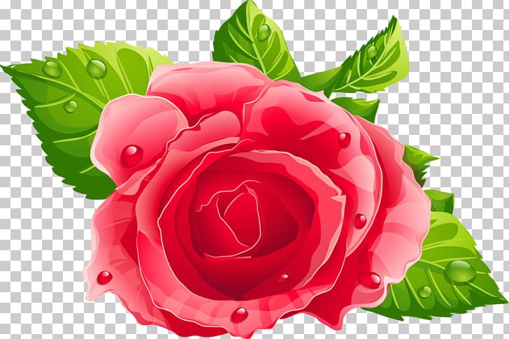 Rose Pink PNG, Clipart, Annual Plant, Begonia, China Rose, Computer Icons, Cut Flowers Free PNG Download